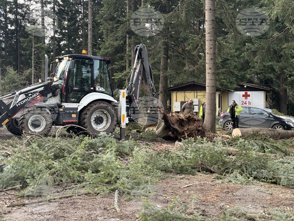 Fallen Trees Damage Three Cars in Borovets
