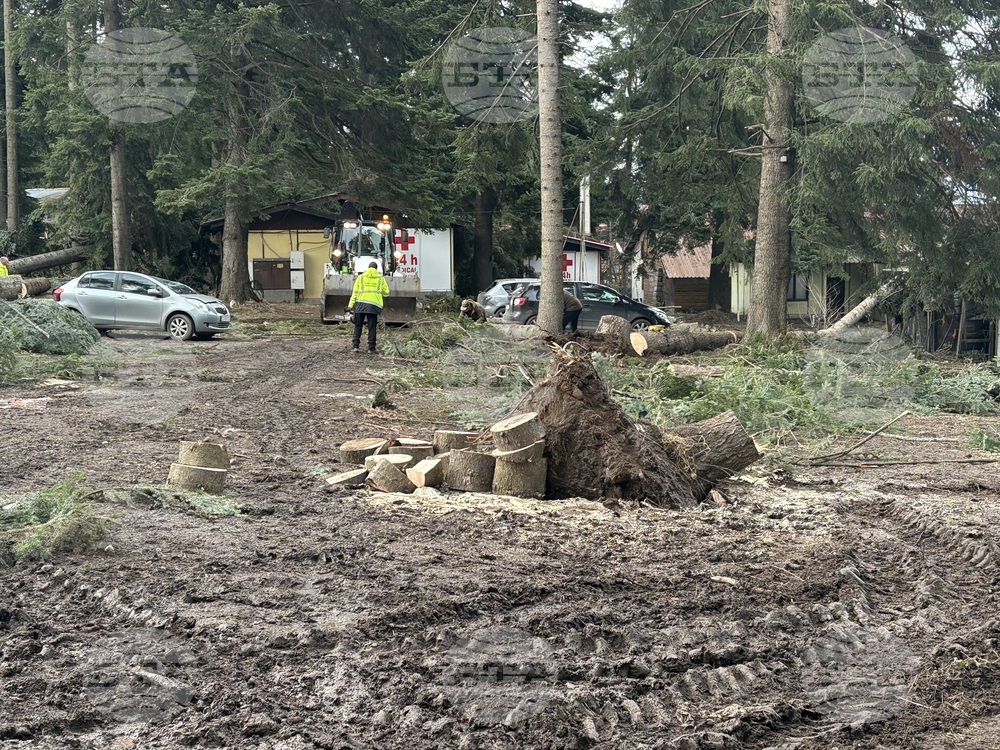 Изсечени са опасни дървета в Боровец