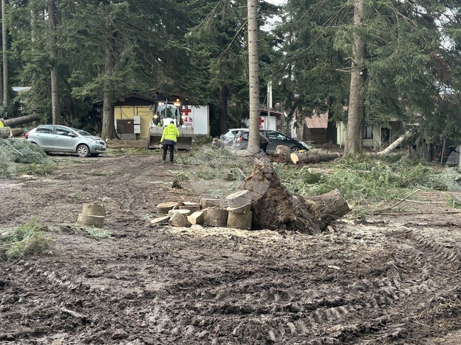 Изсечени са опасни дървета в Боровец