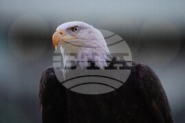 Commanders Eagles Football