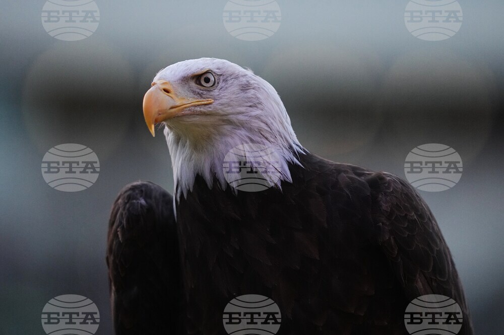 Commanders Eagles Football