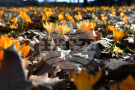Село Свещари - горски цветя