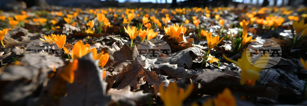 Село Свещари - горски цветя