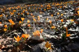 Село Свещари - горски цветя