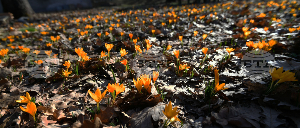 Село Свещари - горски цветя