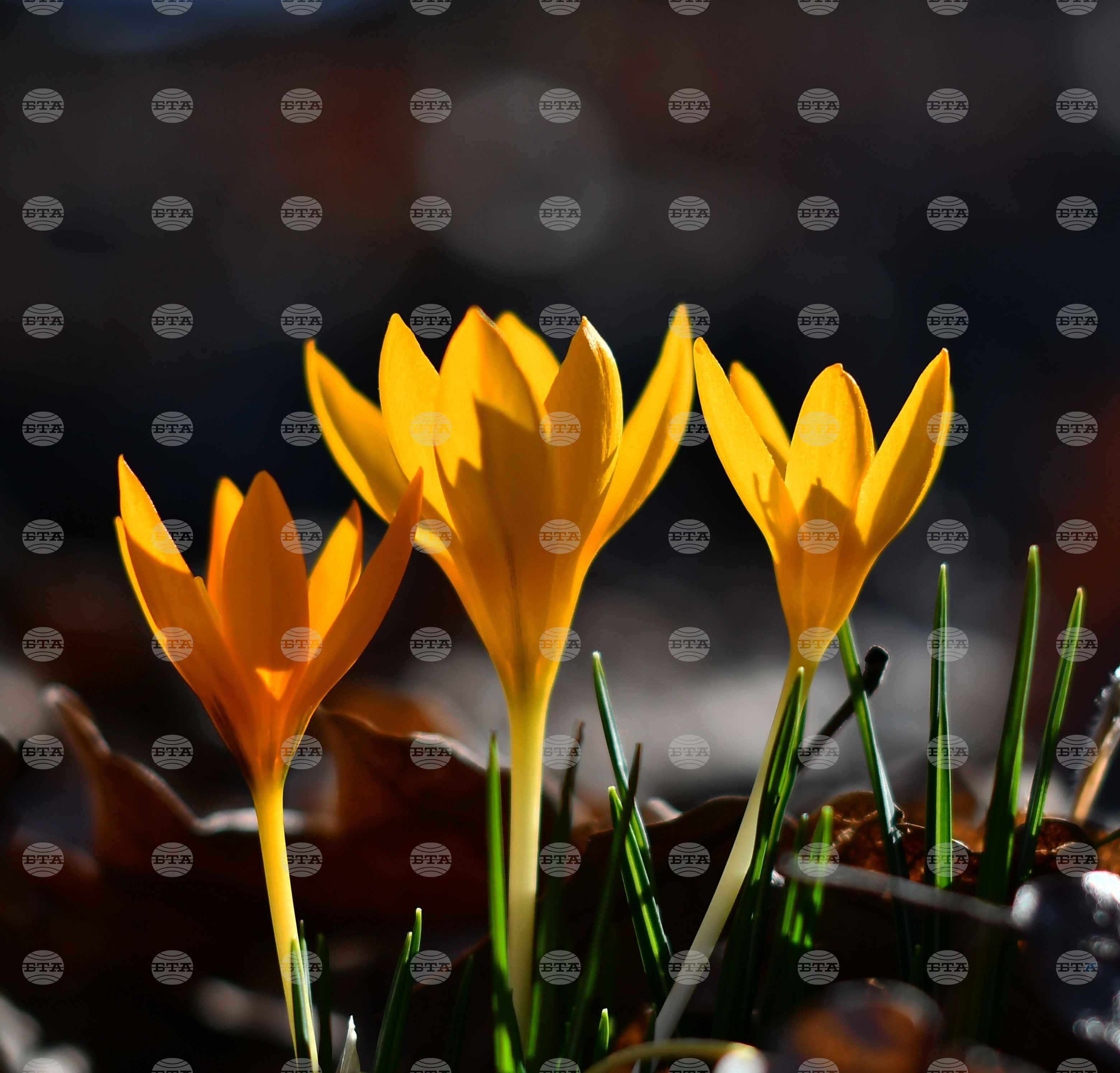 Село Свещари - горски цветя