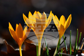 Село Свещари - горски цветя