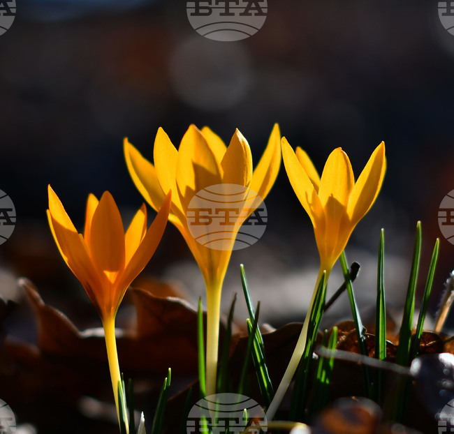 Село Свещари - горски цветя