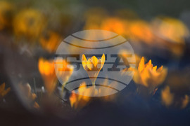 Село Свещари - горски цветя