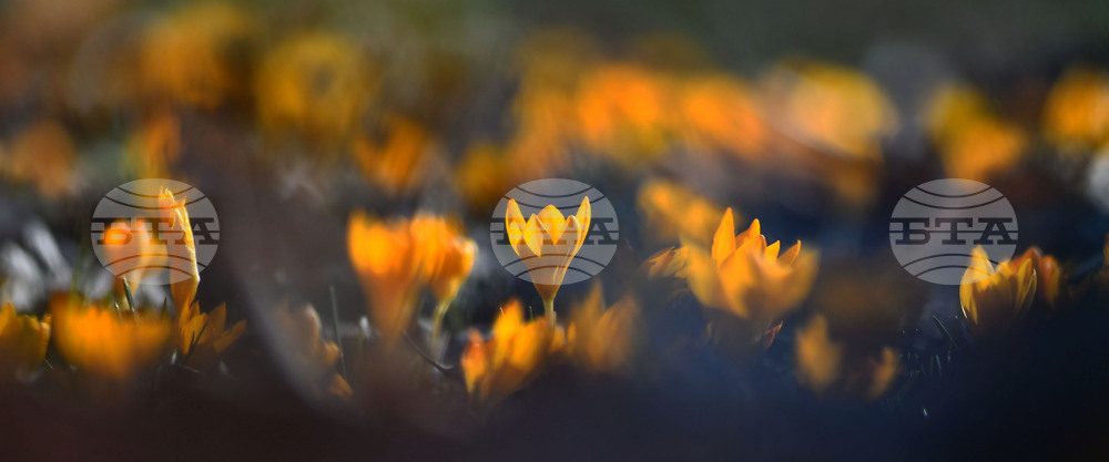 Село Свещари - горски цветя