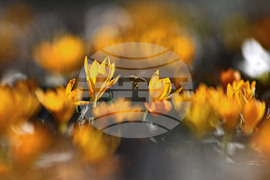 Село Свещари - горски цветя