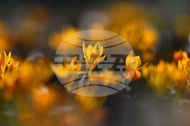 Село Свещари - горски цветя