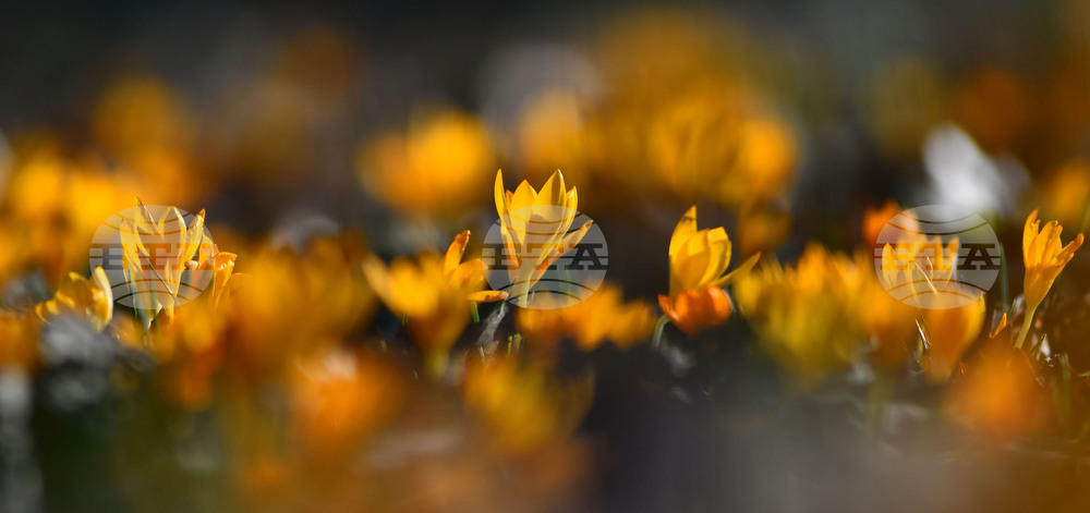Село Свещари - горски цветя