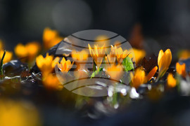 Село Свещари - горски цветя