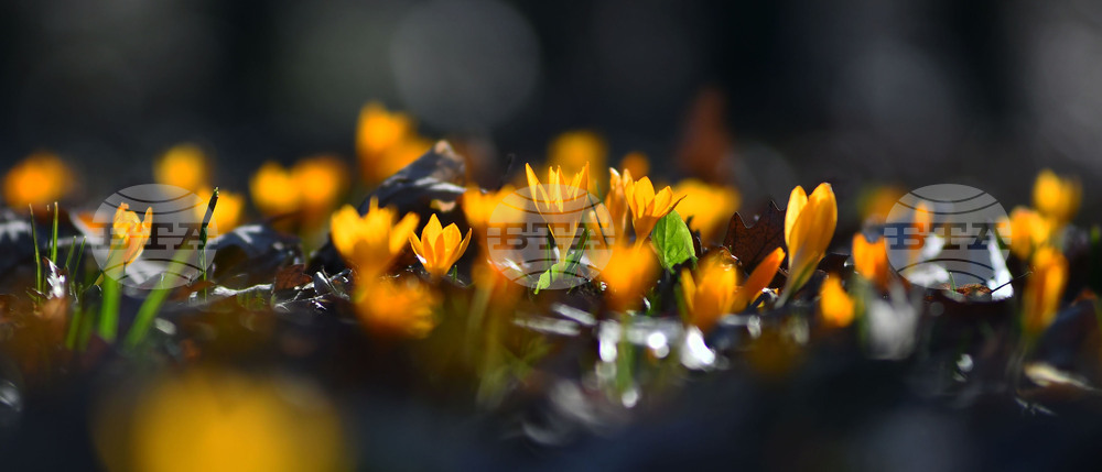 Село Свещари - горски цветя