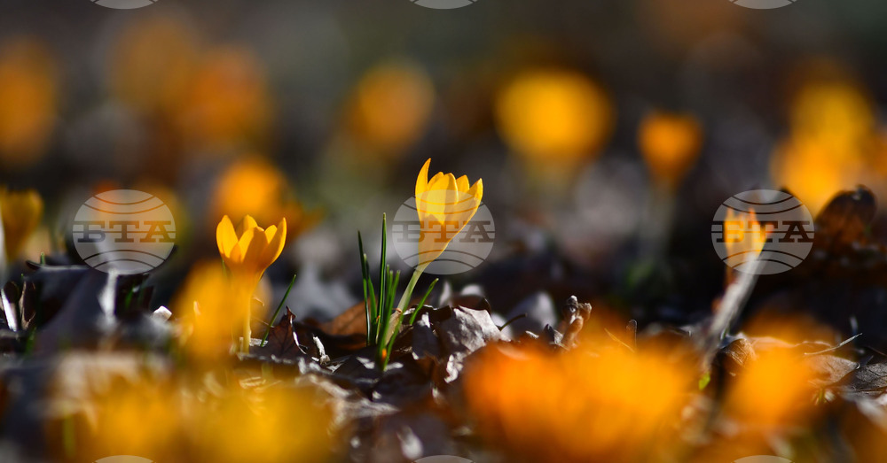 Село Свещари - горски цветя