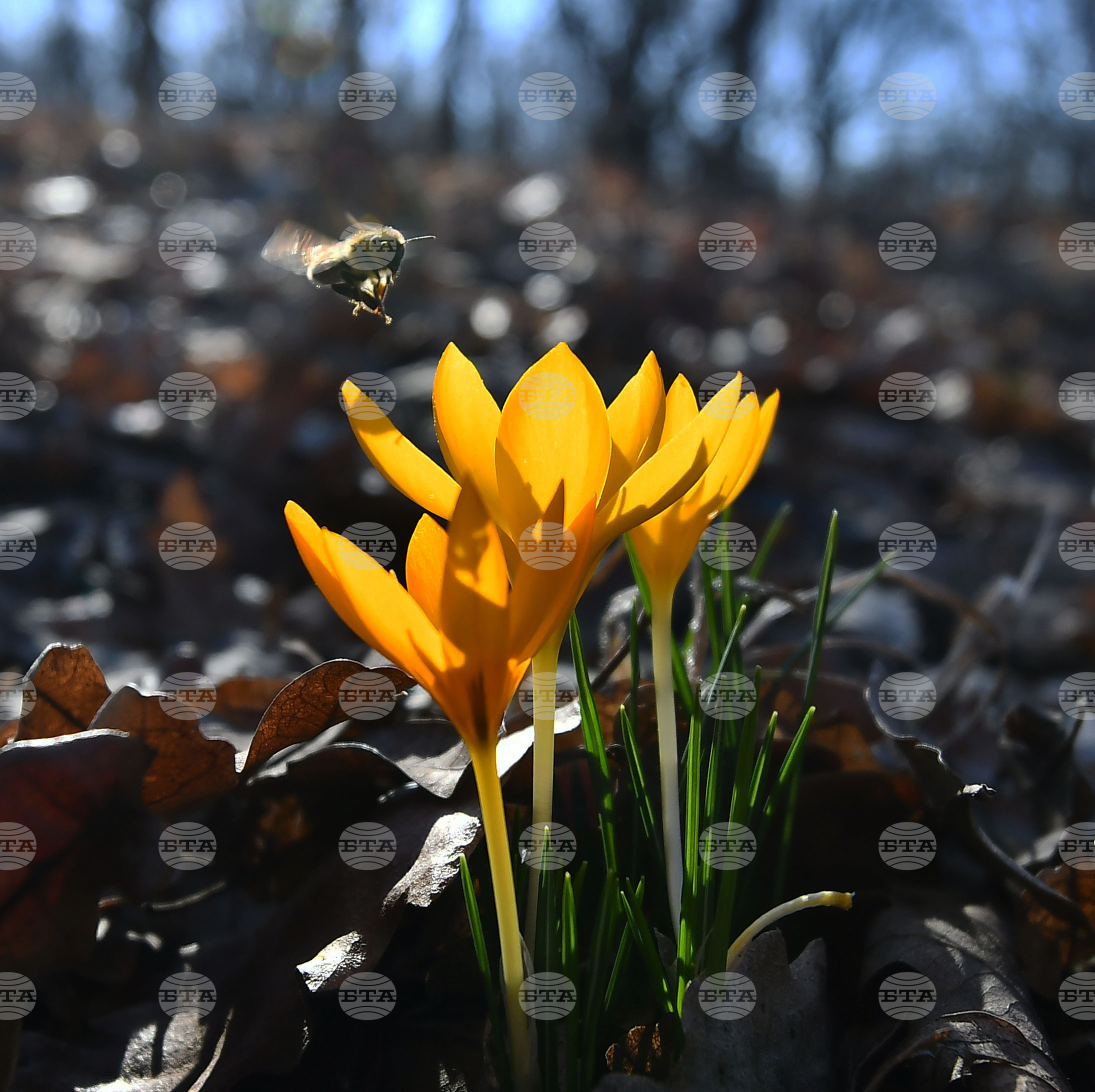 Село Свещари - горски цветя
