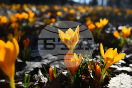 Село Свещари - горски цветя