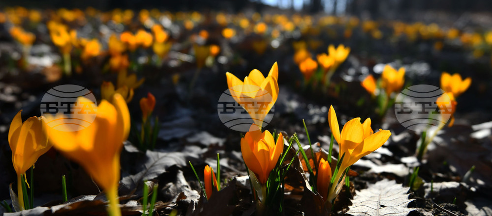 Село Свещари - горски цветя