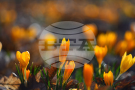 Село Свещари - горски цветя