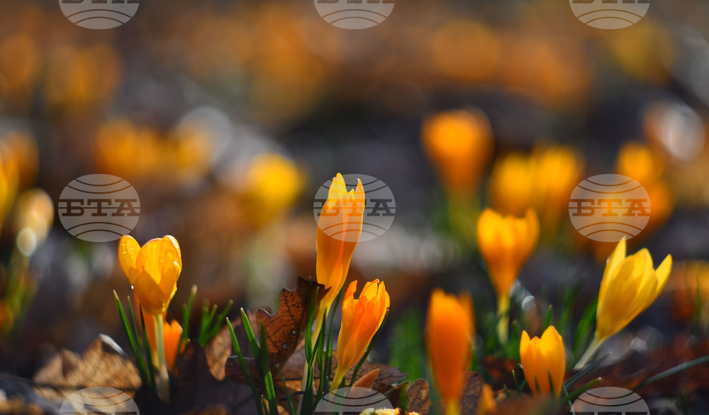 Село Свещари - горски цветя