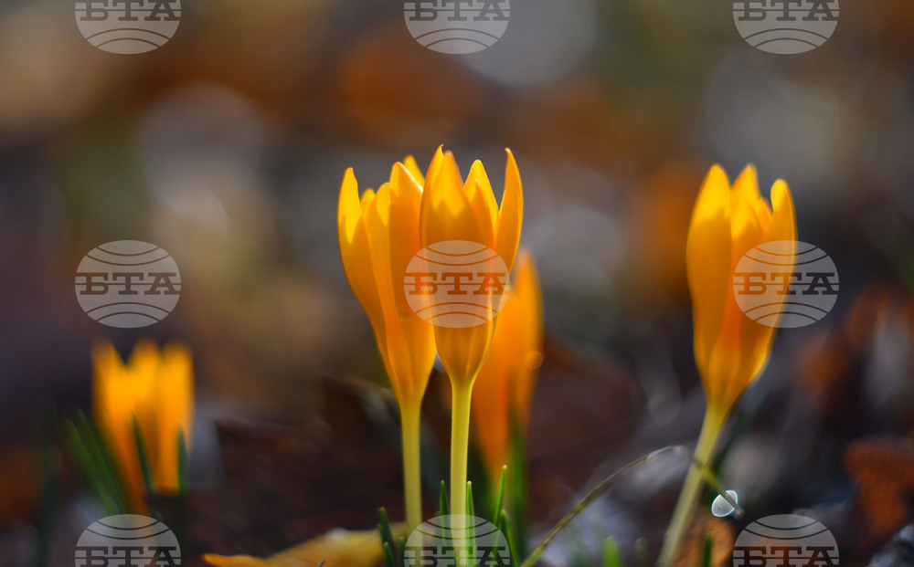 Село Свещари - горски цветя