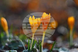 Село Свещари - горски цветя