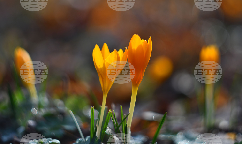 Село Свещари - горски цветя