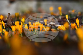 Село Свещари - горски цветя