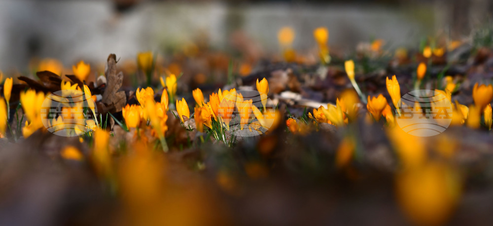 Село Свещари - горски цветя