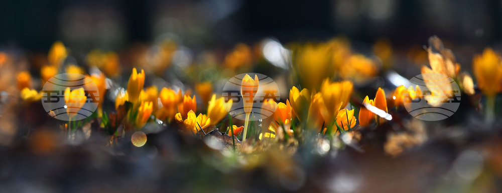 Село Свещари - горски цветя