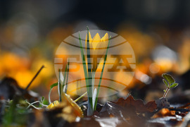 Село Свещари - горски цветя