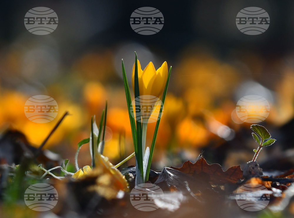 Село Свещари - горски цветя