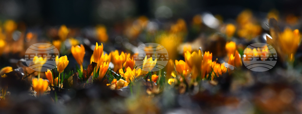 Село Свещари - горски цветя