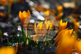 Село Свещари - горски цветя