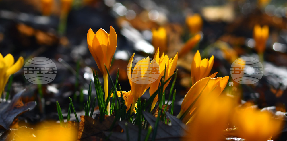 Село Свещари - горски цветя