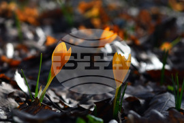 Село Свещари - горски цветя