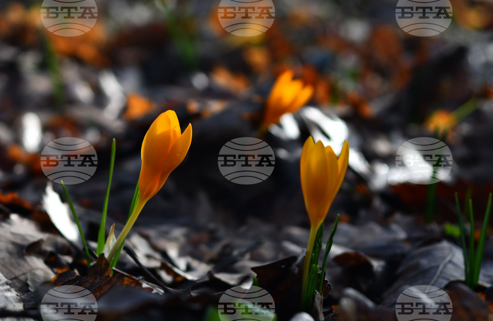 Село Свещари - горски цветя