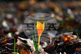 Село Свещари - горски цветя