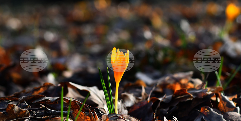 Село Свещари - горски цветя