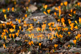 Село Свещари - горски цветя