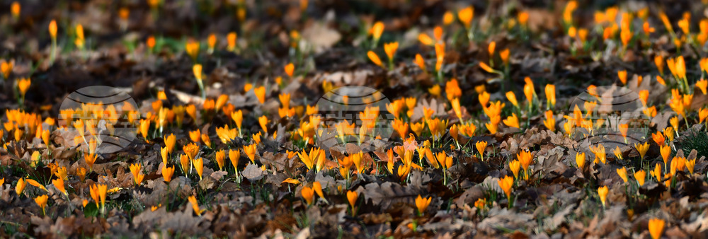 Село Свещари - горски цветя
