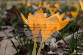 Село Свещари - горски цветя