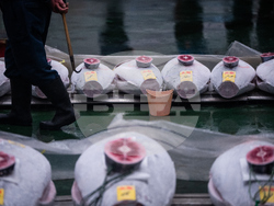 Japan Tuna Auction
