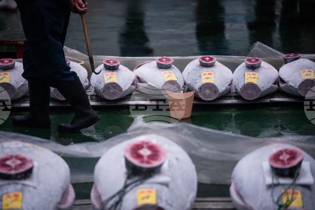 Japan Tuna Auction