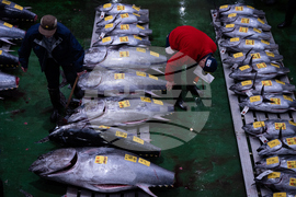 Japan Tuna Auction