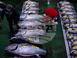 Japan Tuna Auction