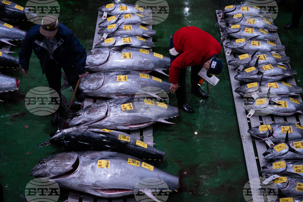 Japan Tuna Auction