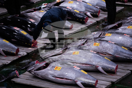Japan Tuna Auction