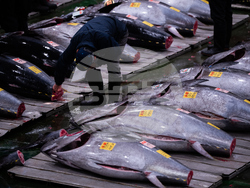 Japan Tuna Auction